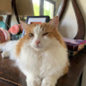 Meet your Posher, Celeste